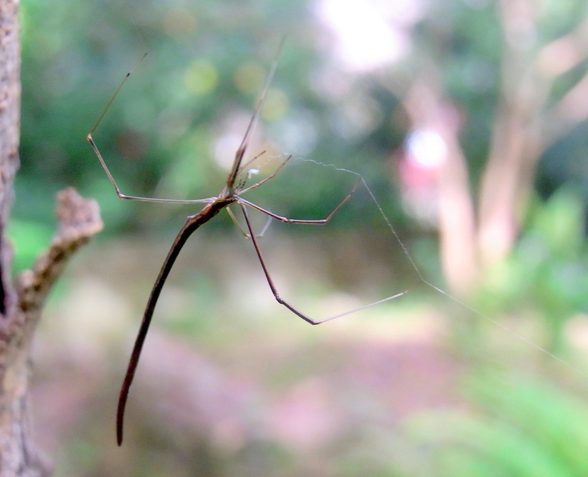 Argyrodes colubrinus