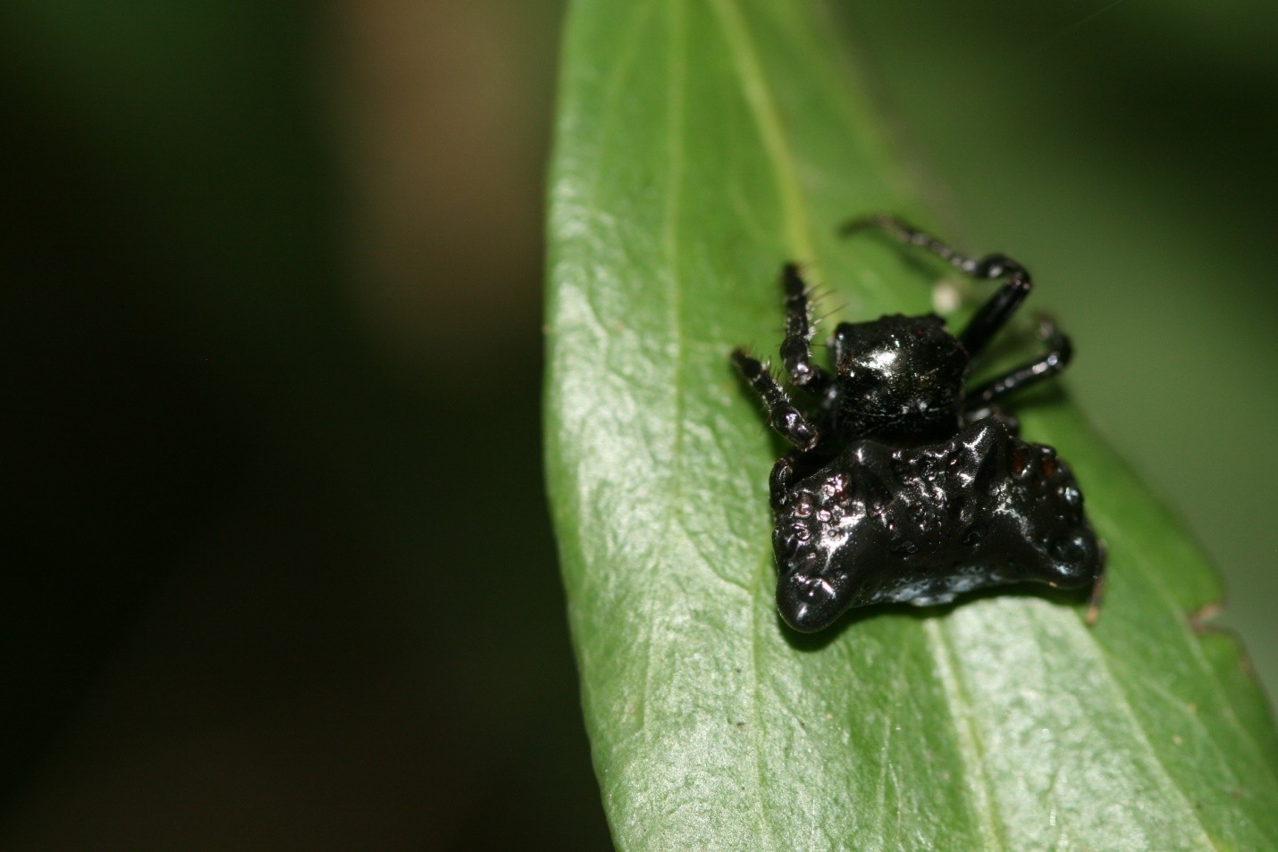 Bird dung crab spider