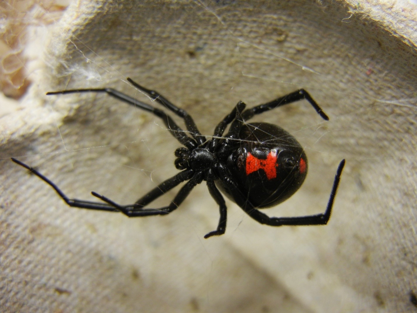 Black widow spider