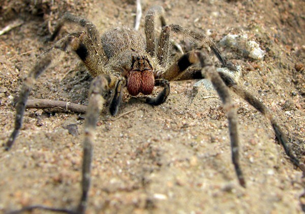 Brazilian wandering spider