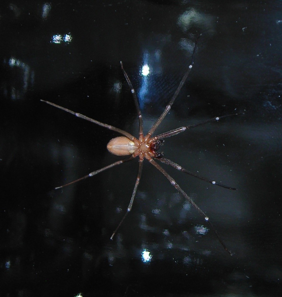 Brown recluse spider