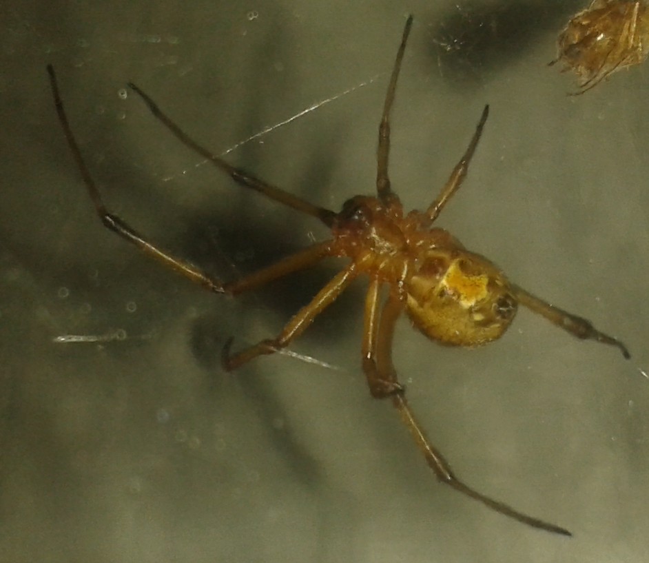 Brown widow spider