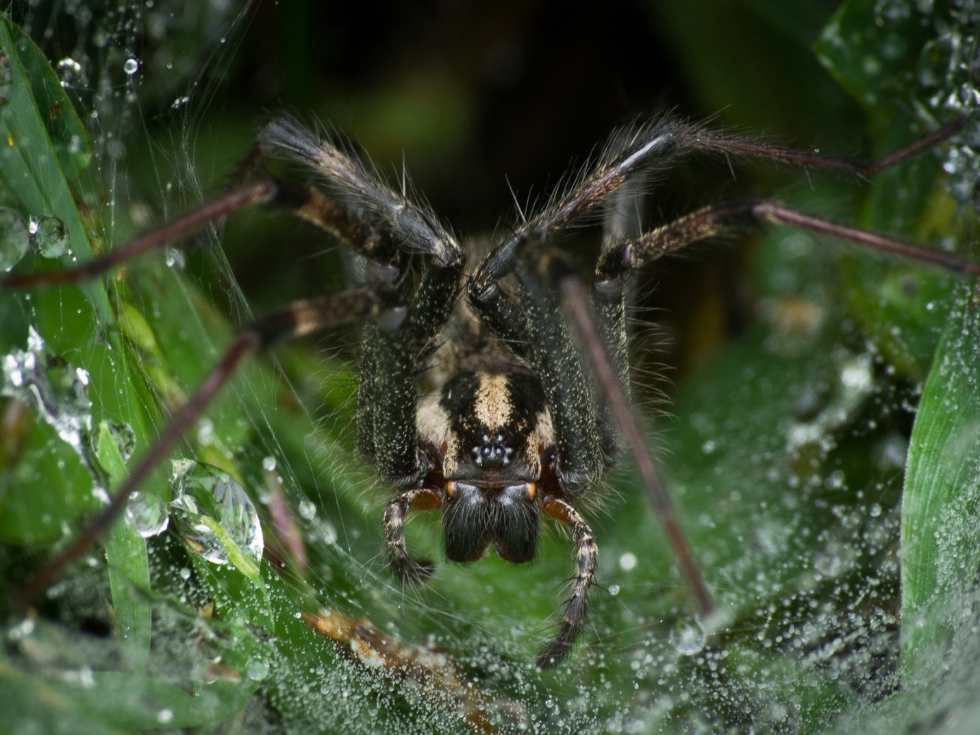 Funnel-web spider