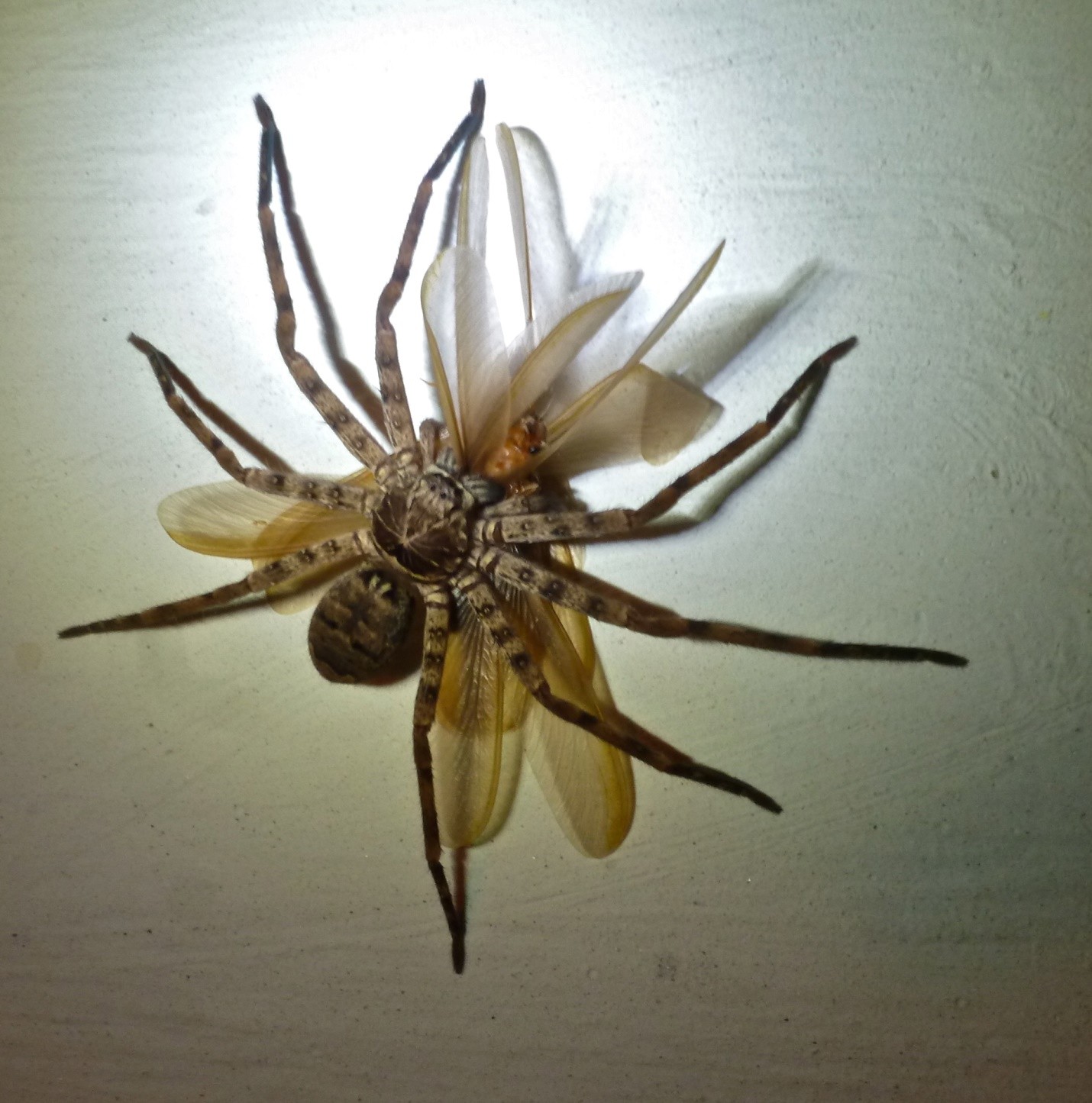 Giant huntsman spider