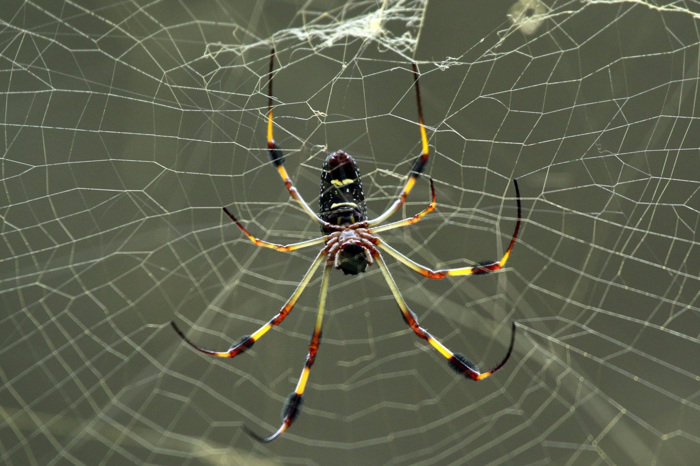 Golden silk orb-weaver