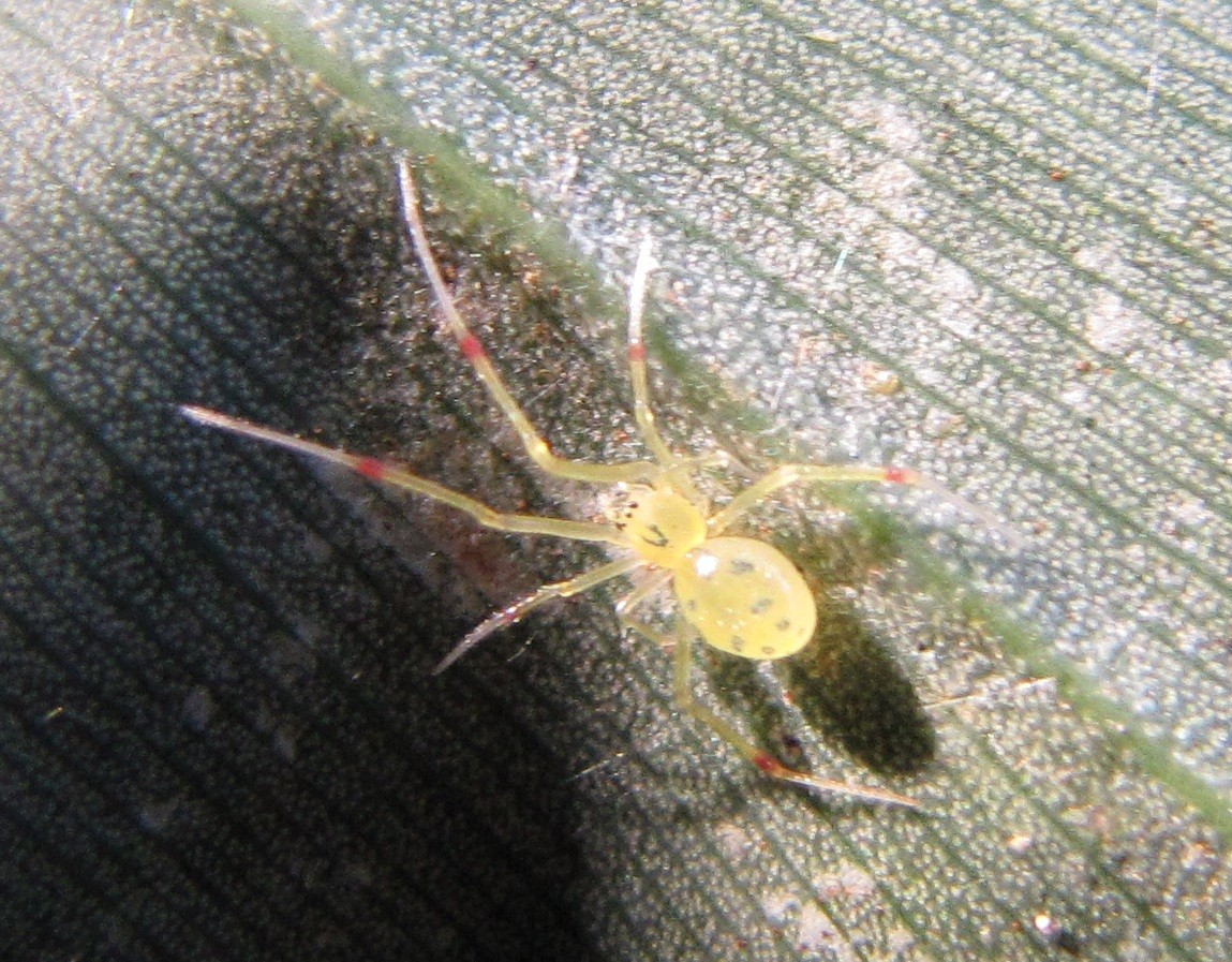 Happy-faced spider