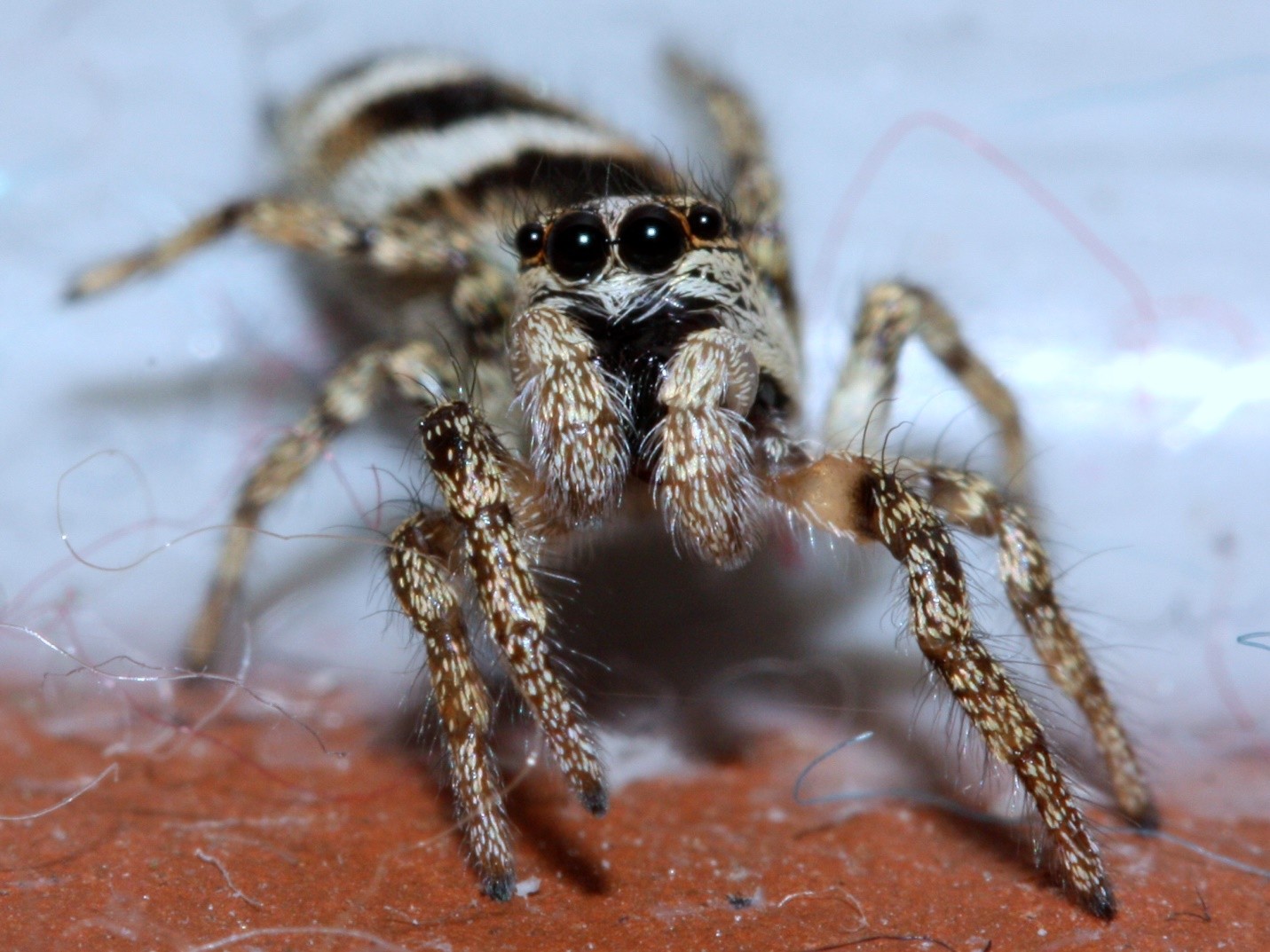 Jumping zebra spider