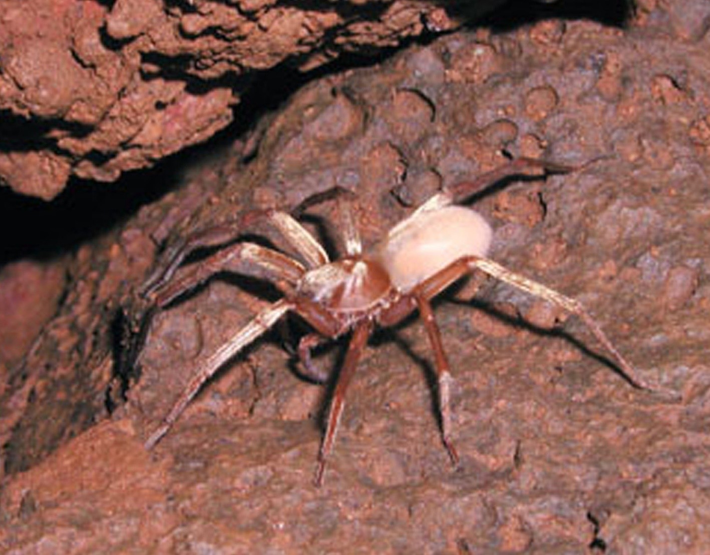 Kaua’i Cave wolf spider