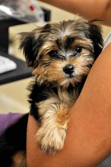 Morkies are non-shedding and most of them are hypoallergenic