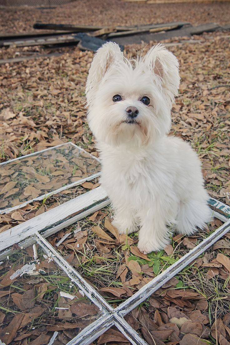 Morkies has floppy ears that may or may not stand erect as they grow up