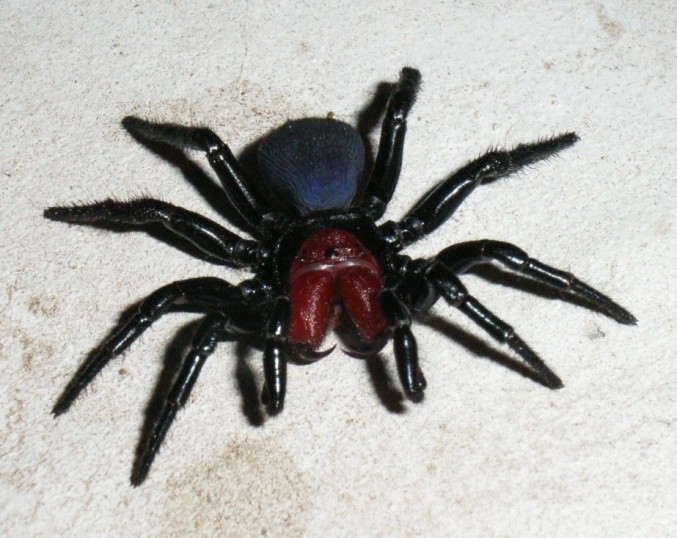 Mouse spider