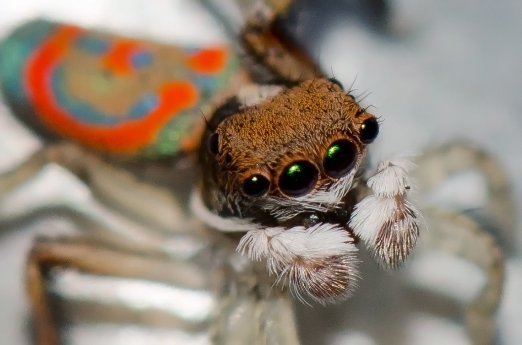 Peacock spider