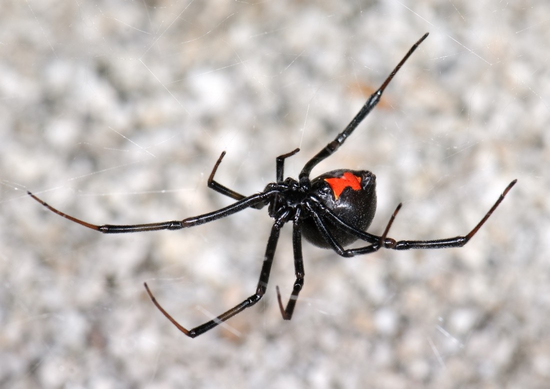 Red widow spider