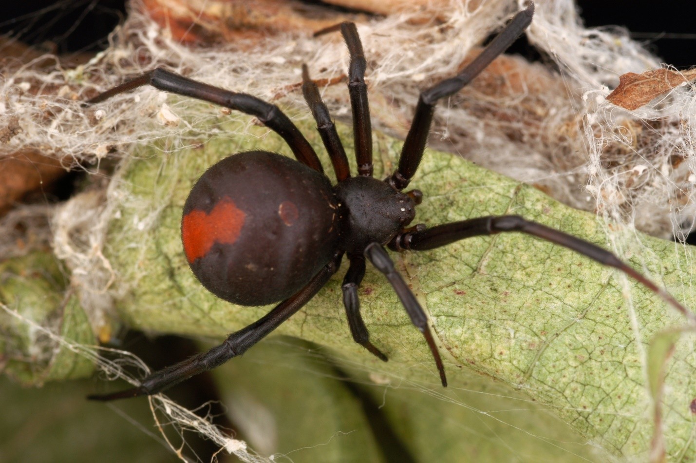 Redback spider