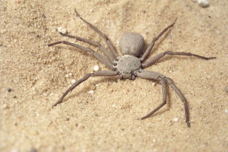 Six-eyed sand spider