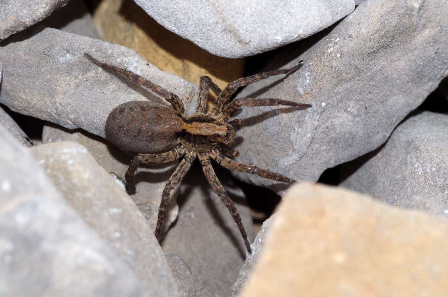 Tarantula wolf spider