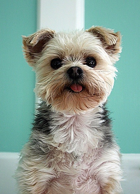 The Yorkie Maltese can get along well with children