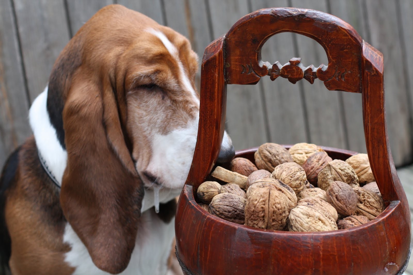 can-dogs-eat-almonds-almonds-and-other-10-foods-you-should-never-never-feed-your-dogs-or-else