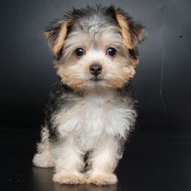 The American Kennel Club does not recognize the Yorkie Maltese Mix as an authentic breed of dog