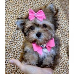 The Yorkie Maltese Mix has long and smooth hair which require daily brushing and grooming