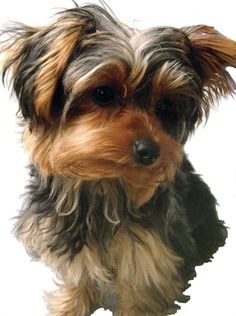 The Yorkie Maltese can be stubborn, however, they are very easy to train